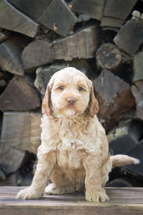 maggie caramel male 201 archview labradoodles llc