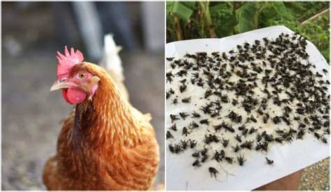 Flies are common pests in the home and yard, but they do pose a health risk. 5 Things That Work For Getting Rid Of Flies In The Chicken ...