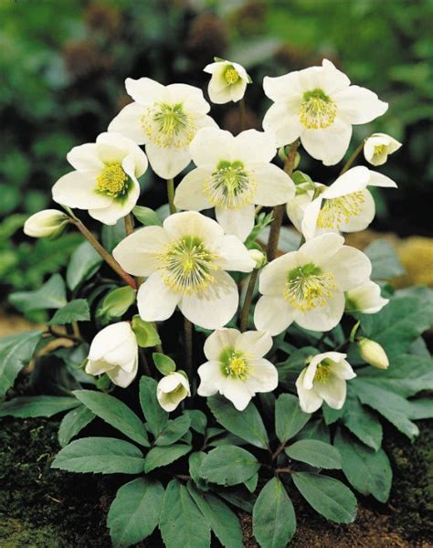 Hellebores The Enduring Mid Winter Flower