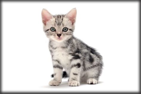 Whos That Cat The American Shorthair — Born In The Usa