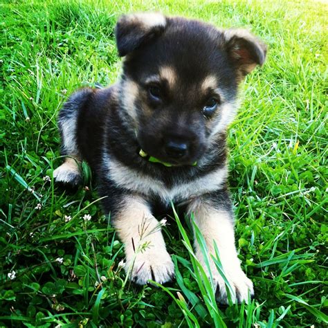 German Shepherd Puppy I Cant Handle The Amount Of Cute