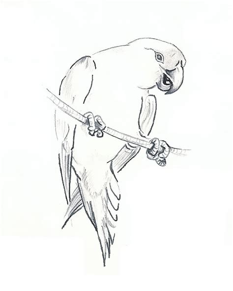 Parrot Drawing Outline At Getdrawings Free Download