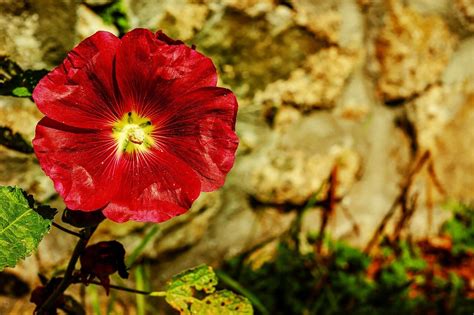 We did not find results for: Was blüht im Juni im Garten? - Kluger Gärtner