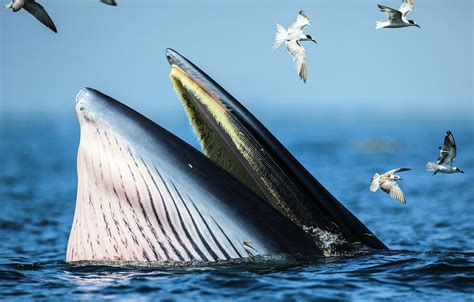 Brydes Whale Is Seen At Gulf Of By Athit Perawongmetha