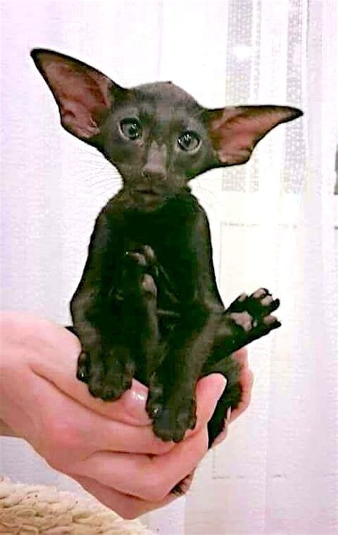 Cat With Bat Like Ears