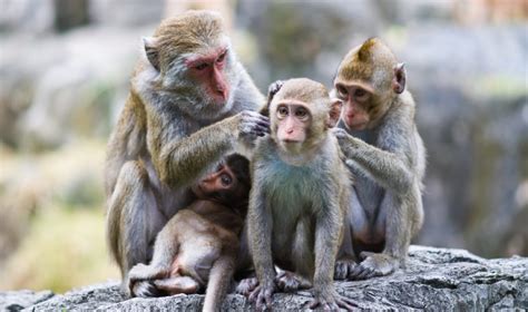 Understanding Autism Through A Monkeys Brain Asian Scientist Magazine