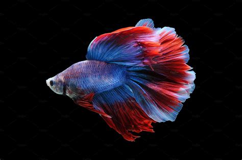 Betta Fish Siamese Fighting Fish Featuring Fish Fighting Fish On Black