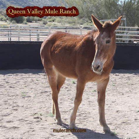 queen valley mule ranch inc