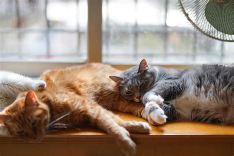 They can play together, cuddle together, and live together. How to Make Cats Get Along When Your Cat Doesn't Like ...
