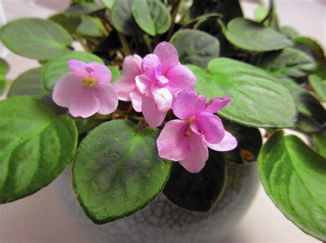 It is possible for an african violets to live many, many years by taking off two or three rows of leaves, scraping the main stem and planting it into clean soil less african violet mix, and moisten. Cyclamen mites are killing her African violets - The ...