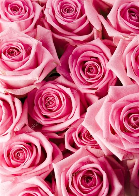 Pink Roses — Stock Photo © Janpietruszka 30762995
