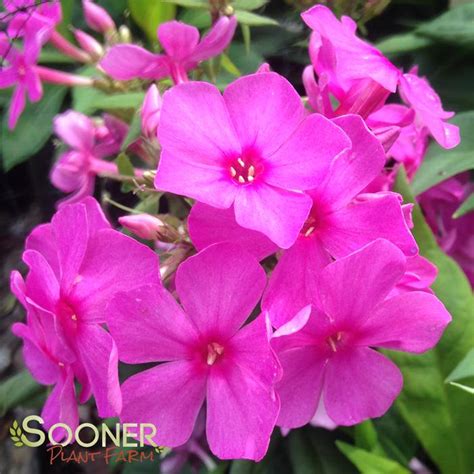 Flame Pink Garden Phlox Buy Online Best Prices