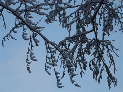 Free Images Tree Branch Snow Cold Winter Sky Leaf Frost Ice