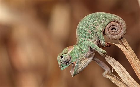 Cute Chameleon Wallpapers Wallpaper Cave