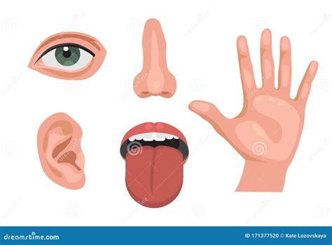 5 Sensory Organs Feelings Sense Eyes Vision Nose Smell Tongue Taste