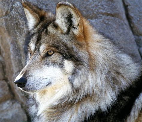 Cabeza De Un Lobo Salvaje Imágenes Y Fotos