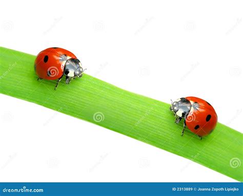 Two Ladybugs Stock Image Image Of Animal Points Close 2313889
