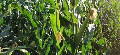 Corn On The Stalk In The Field Corn Field With Plants Flowering And