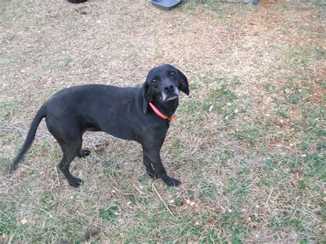 Stephens Cur Stephens Stock Mountain Cur Info Puppies Pictures