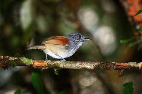 More at-risk bird species in Brazilian forest than previously thought ...