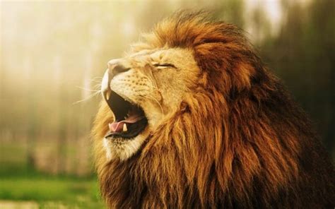 Zodiac Signs Animal: What's Your Spirit? | Pets Nurturing