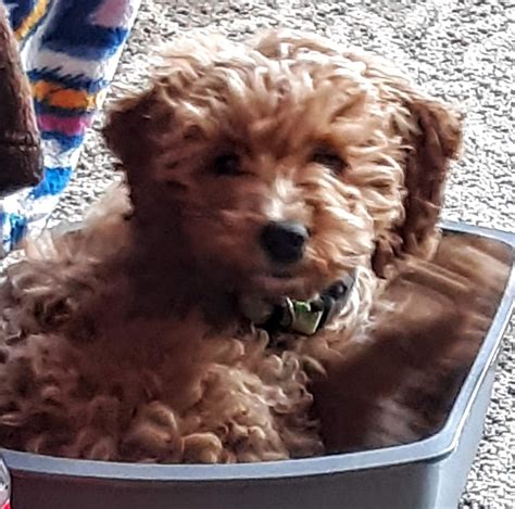 Cockapoo Puppies For Sale Chambersburg Pa