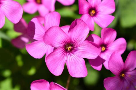 Pink Flower Spring And Summer Background Stock Photo Image Of