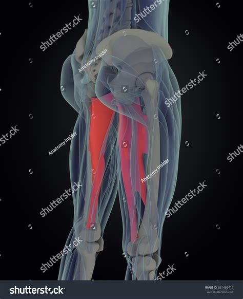 Adductor Magnus Female Muscle Anatomy Leg ภาพประกอบสต็อก 631486415