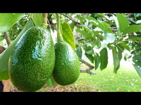 How To Grow Avocados In Containers Complete Growing Guide