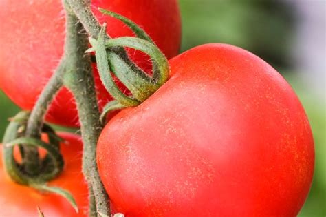 Avoid Tomato Blight Bbc Gardeners World Magazine