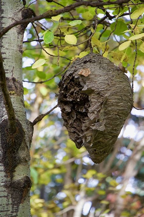 Hornet Nest Wasp Free Photo On Pixabay Pixabay