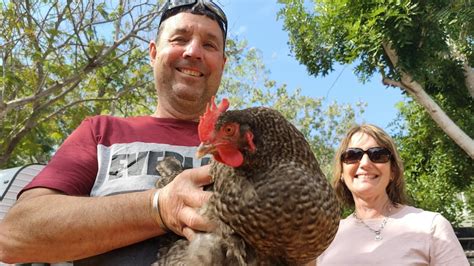 Hitchhiking Chicken Makes 300km Journey In Caravan To Broome Abc News