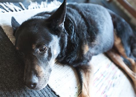 Buzzing on the yoga forum today: 3 legged dog yoga collective | CITIZEN PORK