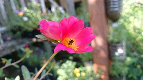 Pengenalan riza atiq abdullah bin o.k. Bunga Kesukaan Lebah Kelulut