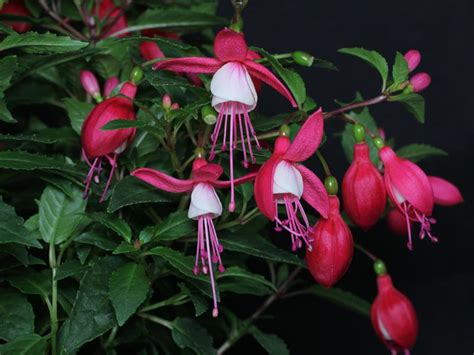 Non pubblicheremo mai senza il tuo permesso. Fuchsia cv.