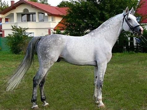 zonkey stallion horse kisber felver stallion szeplak xviii kannibal  hungarian breed