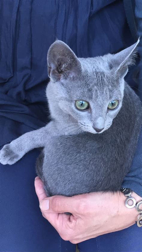 a gray cat sitting on top of someone s lap while holding it in their hands