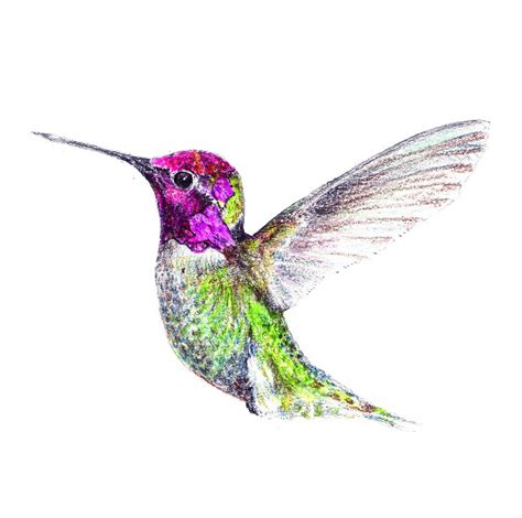 Hummingbird Drawing Easy At Getdrawings Free Download