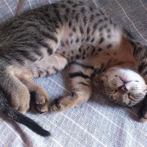 Descubra quais são os melhores brinquedos para o gato é a raça mais comum nas nossas casas. Gato Europeu: características e fotos