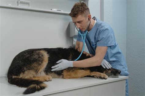 5 Common Dog Illnesses And Conditions To Look Out For The Grand Paw