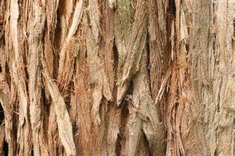 Coastal Redwood Bark Sequoia Sempervirens Humboldt Redwoods State Park California Usa By