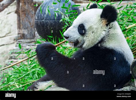 The Giant Panda Bear Sits While Eating A Bamboo Stalk The Giant Panda