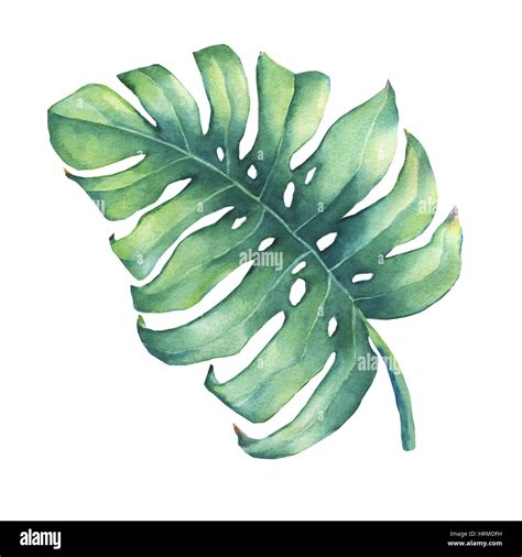 Big Tropical Green Leaf Of Monstera Plant Hand Drawn Watercolor