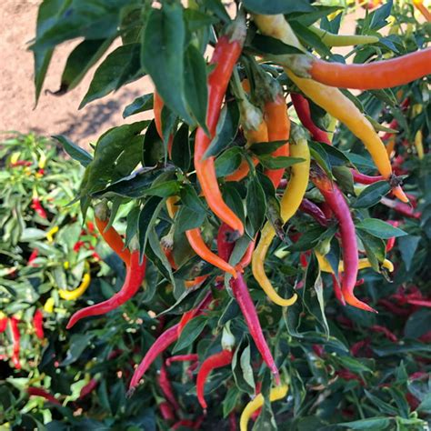 Cayenne Sweetness F1 Hybrid Sweet Pepper Seeds 1 Lb ~64000 Seeds