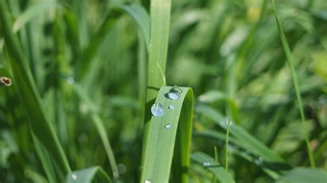 Wallpaper Id 28043 Grass Dew Close Up 4k Free Download