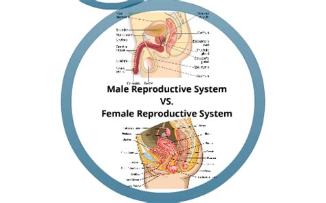Male Reproductive System VS Female Reproductive System By Brittany Smith