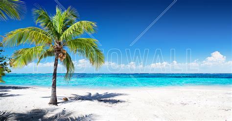 Coral Beach With Palm Tree Inrichten Met Canvasprints Photowall