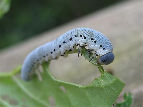 Each remote controlled critter comes in a bright and lively design that is perfect for freaking out your squeamish friends. blue caterpillar found in florida | Alice in wonderland ...