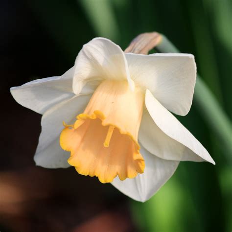 White And Yellow Daffodil Las Vegas Variety Picture Free Photograph