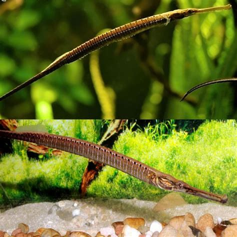 Australian Native Freshwater Longnose Pipefish Freshwater Seahorse